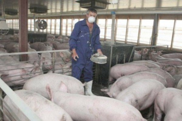 Ce mai importă România: păr de porc, pentru perii, de 186.311 euro